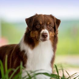 Wings - Australian Shepherd