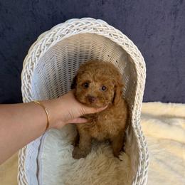 Donald(AKC) - Red  male Poodle puppy in Moreno Valley, California from Yanni's Poodle