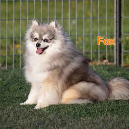 Yogi - Pomsky
