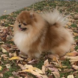 Merlin - Pomeranian