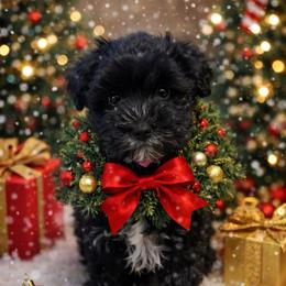 VP Yellow - Black and white female Schnoodle puppy in Benson, North Carolina from A Bundle of Love
