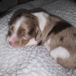 Chocolate dapple piebald - Chocolate male Dachshund puppy in Port Charlotte, Florida from Vicki's Dachshund Crossing