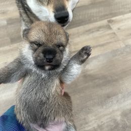 Abel - Sesame male Shiba Inu puppy in Milton, Florida from Moonlight Shibas