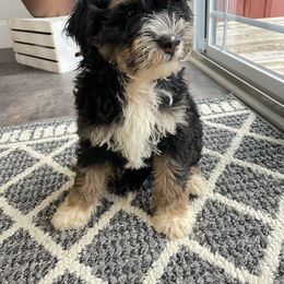 Thor - Bernedoodle puppy from Country Ridge Puppies