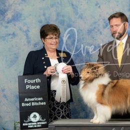 Shetland Sheepdogs from Mejimo