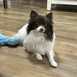 Lexi - Pomeranian