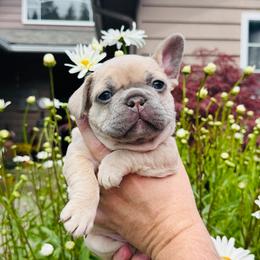 Rey - Fawn female French Bulldog puppy in Spokane, Washington from 47 North Frenchies, LLC