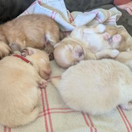 Pistachio - Cream sable female Pomeranian puppy in Westphalia, Kansas from Prairie Ridge Kennel