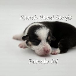 Sage - Black and tan female Pembroke Welsh Corgi puppy in Powhatan, Virginia from Ranch Hand Corgis