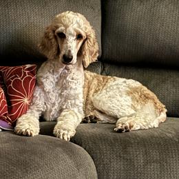 Chevy - Bernedoodle