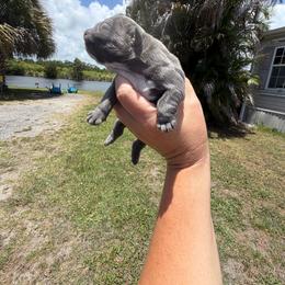 Boy 1 - Blue tri-color male Bulldog puppy in Hobe Sound, Florida from Amanda’s Bullies
