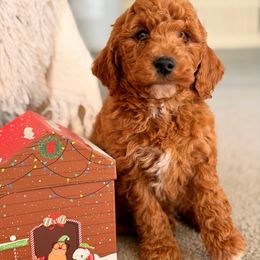 Santa - Red  male Goldendoodle puppy in Oxford, Pennsylvania from FriendlyPals