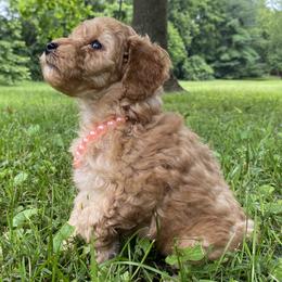 Poodle Puppies from Paige & Adele Poodles