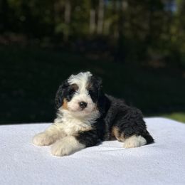 Stella - Tri-color female Bernedoodle puppy in Sugarcreek, Ohio from Cuddly Companion Doodles