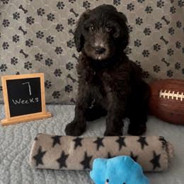 Abe - Black male Sheepadoodle puppy in Glen Rose, Texas from Clevenger’s Sheepadoodle Fur Baby Farm