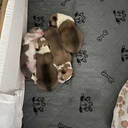 Pembroke Welsh Corgi Puppies from Wiggle Ranch Corgis