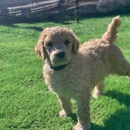 Poodle Puppies from Forest City Standards