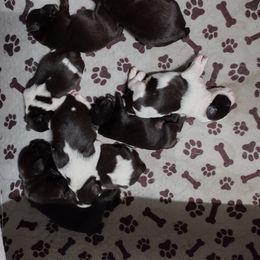 Miniature Schnauzer Puppies from Byrd's Miniature Schnauzers