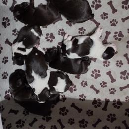Miniature Schnauzer Puppies from Byrd's Miniature Schnauzers
