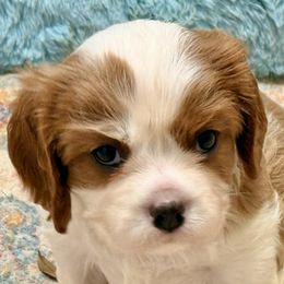 Sundance - Blenheim male Cavalier King Charles Spaniel puppy in Albany, Georgia from Legend Cavaliers