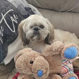 Mai Tai - Shih Tzu
