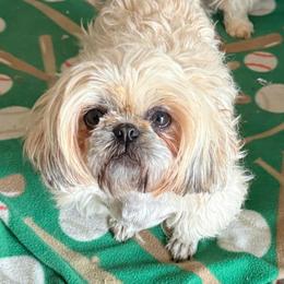 Tita - Shih Tzu