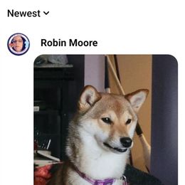 Shiba Inu All Grown Up from Muddy Rock Farm