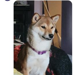 Shiba Inu All Grown Up from Muddy Rock Farm