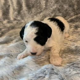 Jade - Parti female Poodle puppy in Haddam, Kansas from Golden B Acres