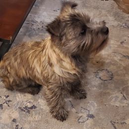 Cairn Terrier Puppies from Ferguson's Cairn Terriers