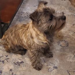 Cairn Terrier Puppies from Ferguson's Cairn Terriers