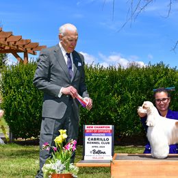 Cocker Spaniel All Grown Up from Retrograde Kennels