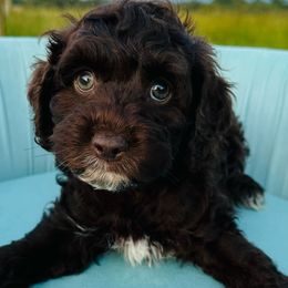 Sunny - Brown and white Cockapoo puppy in Lake Tansi, Tennessee from Davis cockapoos
