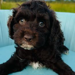 Sunny - Brown and white Cockapoo puppy in Lake Tansi, Tennessee from Davis cockapoos