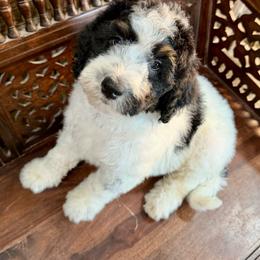 Rainier - Black and white male Bernedoodle puppy in Queen Creek, Arizona from Dulcito Doodles