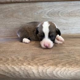 Tootsie (Fluffy) - Red female Pembroke Welsh Corgi puppy in Phelan, California from Desert Sunset Pembroke Welsh Corgis