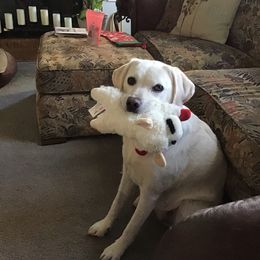 Labrador Retriever All Grown Up from Chateau St. John