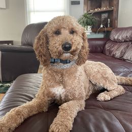 Chloe - Goldendoodle