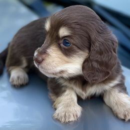 Dachshund Puppies from STORIED DOXIES