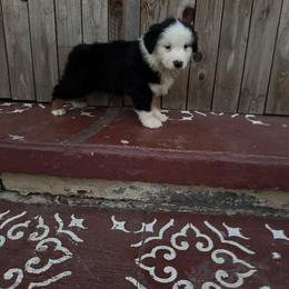 Girl 2 - Red tri-color female Australian Shepherd puppy in Chino, California from RanchLand Aussies HC