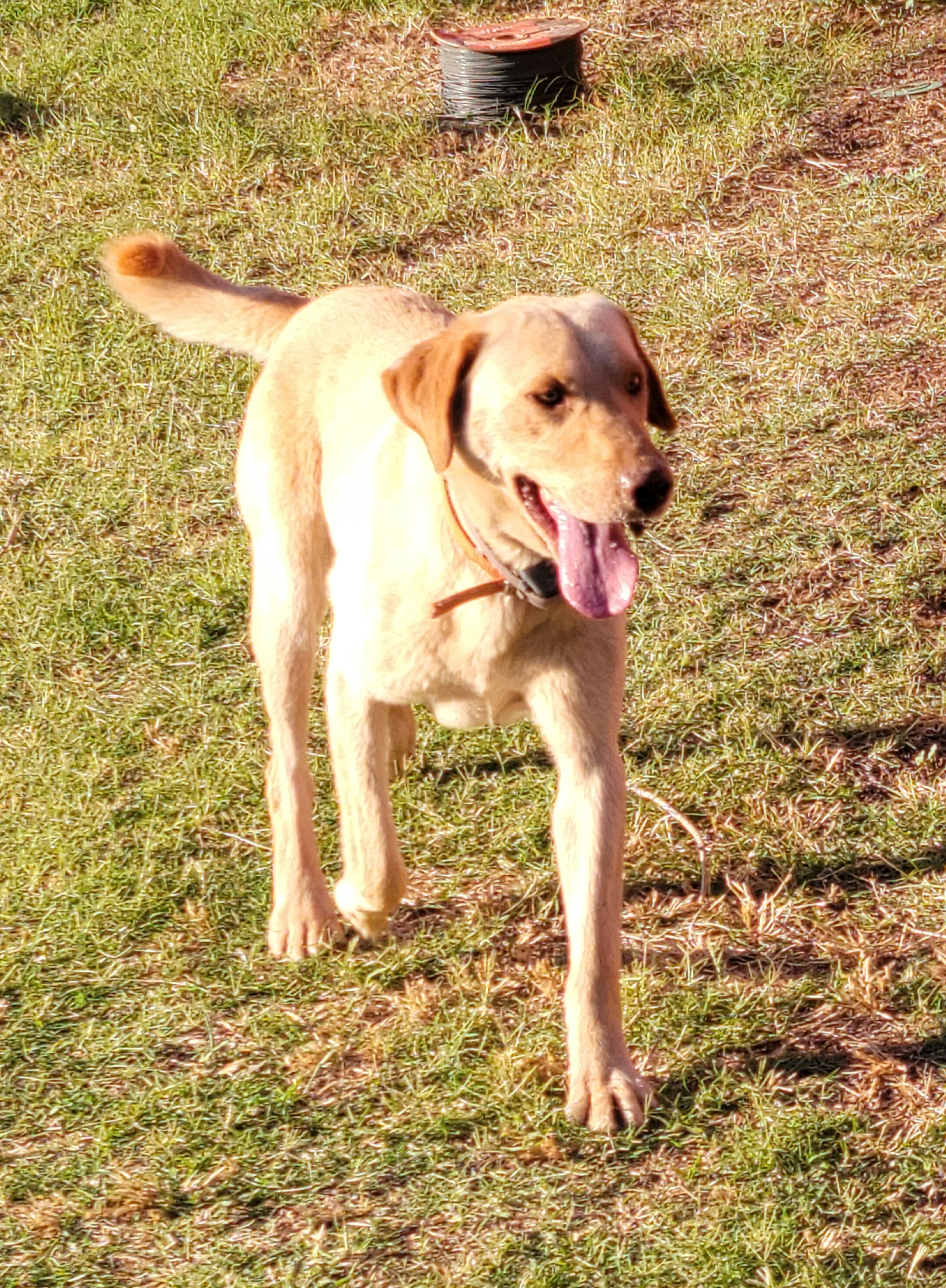 Bo - Labrador Retriever
