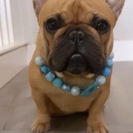 Rose - French Bulldog