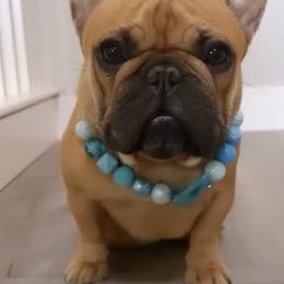 Rose - French Bulldog