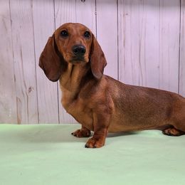 Dachshund All Grown Up from Heartland Dachshunds of So IL