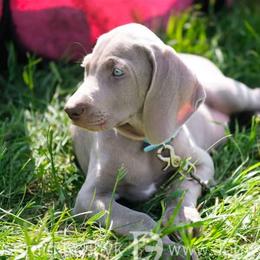 Sunny - Silver gray male Weimaraner puppy in Aitkin, Minnesota from Whispering’s GunDogs