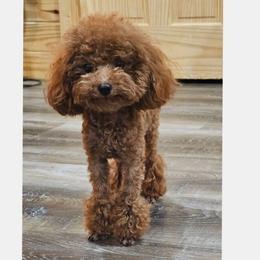 Tiny teddy - Red  male Poodle puppy in Salem, Missouri from Meadowbrook Poodles