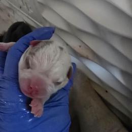 Boy 1 - Lilac male Boston Terrier puppy in Des Moines, Iowa from Razmom's Boston Terriers