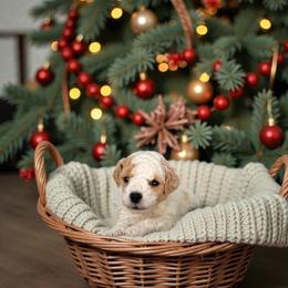 Polar - Parti male Maltipoo puppy in St. George, Utah from Winchester Hills Poodles and Doodles