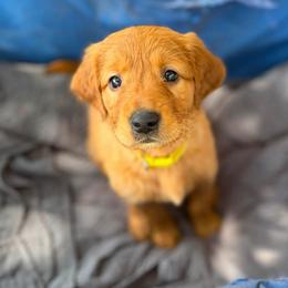 Starry - Dark golden female Golden Retriever puppy in Maysville, North Carolina from Gold Rush Retrievers