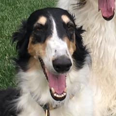 Borzois from Cherry Hill Borzois